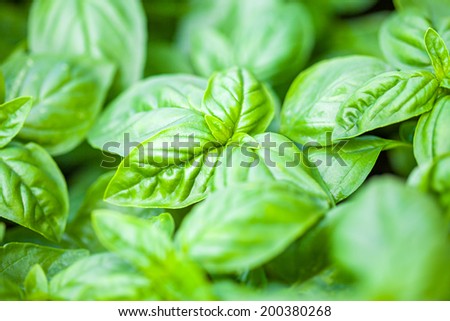 Fresh organic basilic leaves. Macro image.