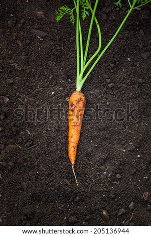 Fresh carrot in soil. Macro image with selective focus.