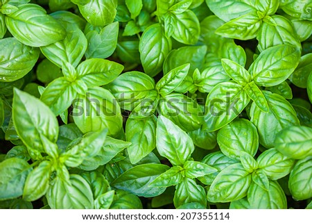 Fresh organic basilic leaves. Macro image.