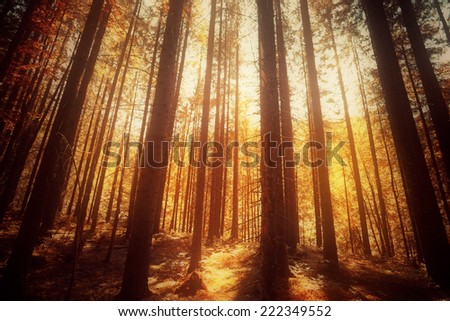 Sunrise in autumn forest. Tilt-shift lens use.