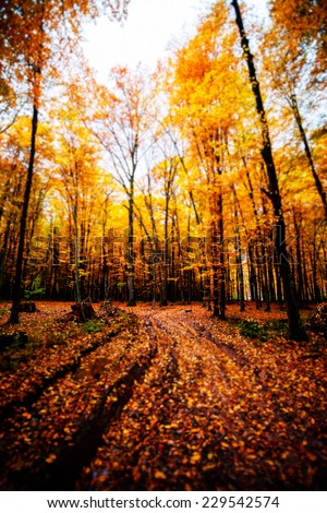 Autumn forest. Beautiful nature background. Tilt-shift lens use.