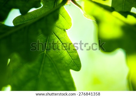 Green oak leaves with sunlight. Macro image.