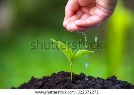 Children hand watering young tree over green background. Macro i