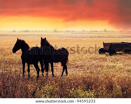Two horses on ranch in sunset