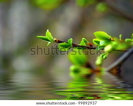 Closeup spring tree over water reflection.