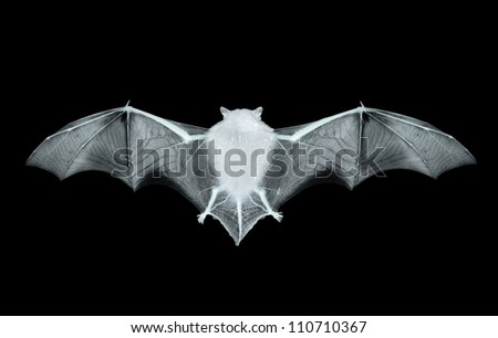 Bat On The Black Background Stock Photo 110710367 : Shutterstock