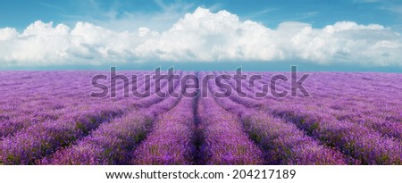 Lavender field on a background of clouds