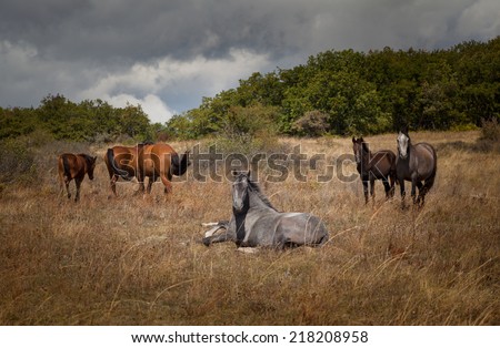 Wild horses. Landscape, an autumn wood on a background of the cloudy sky.