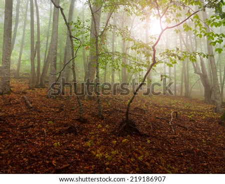 Autumn mist landscape. Evening sun shines through the green leaves of a forest. Trees wet after a rain.