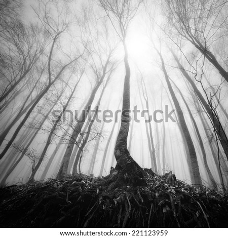 Monochrome mist landscape. Evening sun shines through the leaves of a forest. Trees wet after a rain.