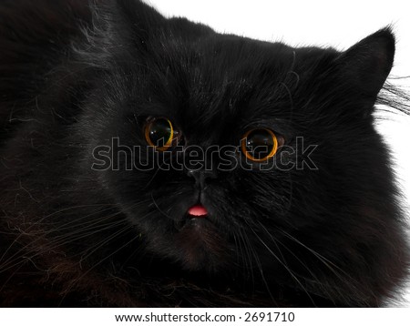 CAT on a white background