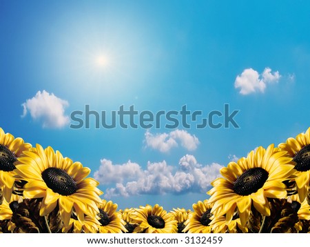 Sunflower on a sky background