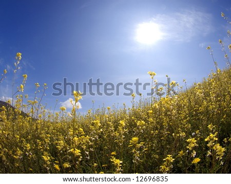 yellow flower and sky