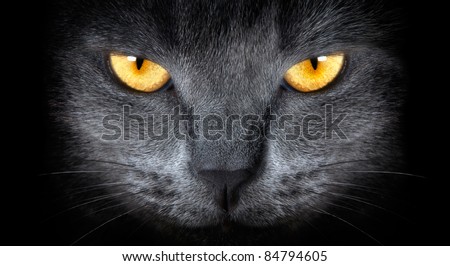 grey cat on a black background