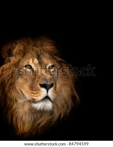 Noble Lion