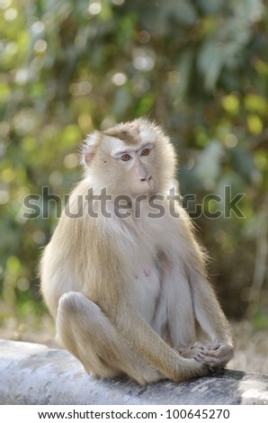 pig tailed macaque