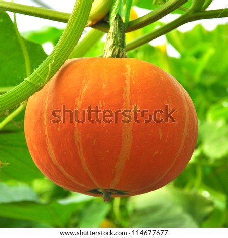 Little pumpkin growing on a pumpkin patch