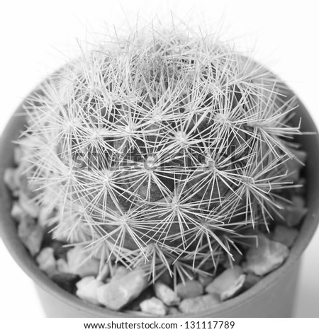 close up of globe shaped cactus with long thorns, Black and white