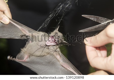 Bat in hand of researcher, Of research studies in the field.
