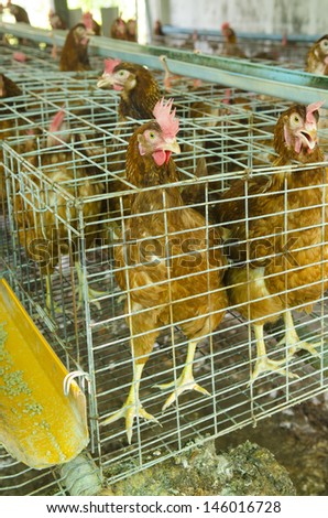 Chickens eggs on the local farm, Thailand.