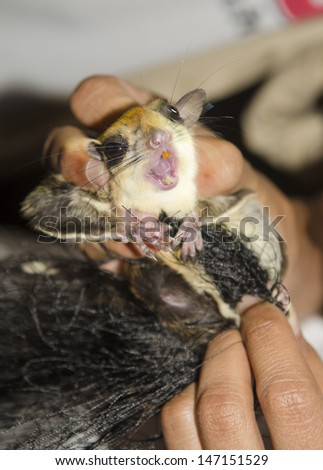 Flying squirrel in the hands of researchers.