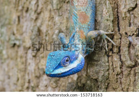 Blue Lizard with big eyes in closed up details, like small reptile with nice details on its painted body