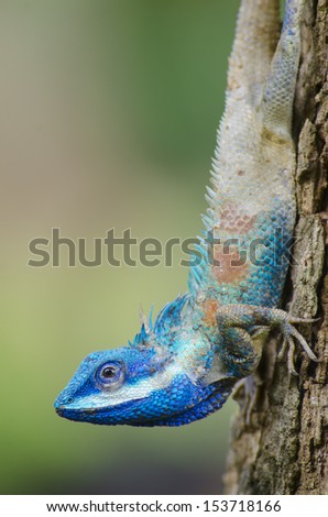 Blue Lizard with big eyes in closed up details, like small reptile with nice details on its painted body