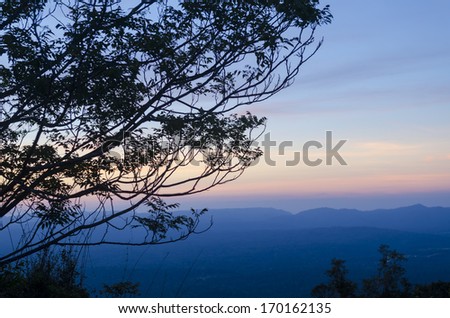 Tree silhouette in Sunset