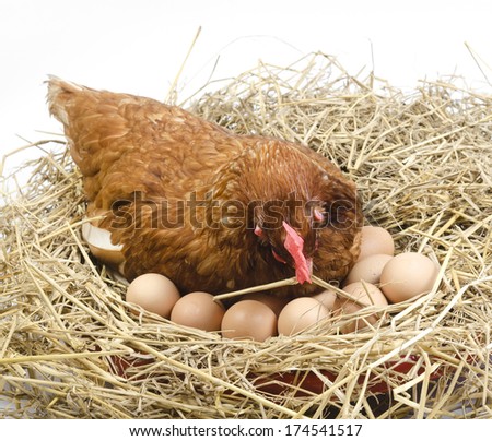 Chicken in nest with eggs isolated on white
