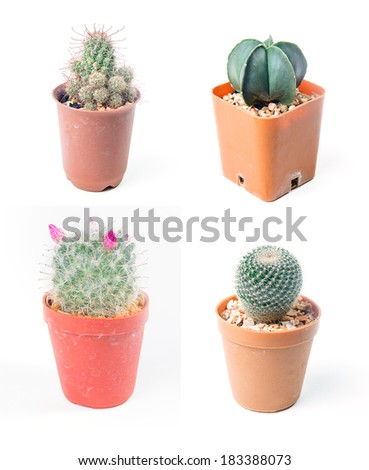 picture collection of cactus and flower isolated on white