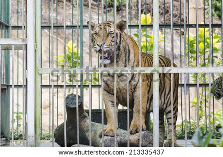 Bengal Tiger Diet In Captivity Pray