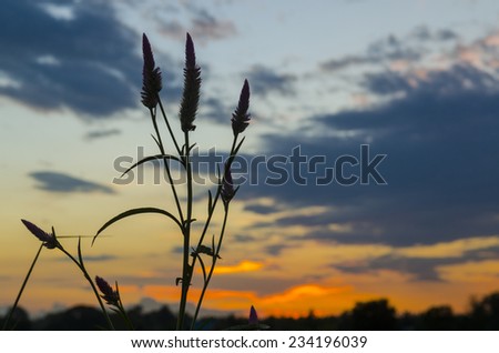 Wild grass flowers in the sun with blue sky background