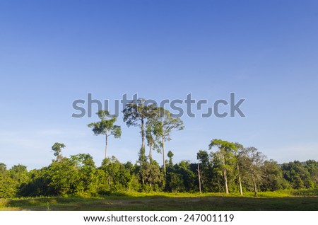 natural resource in tropical rain forest, Khao Yai National Park, Thailand