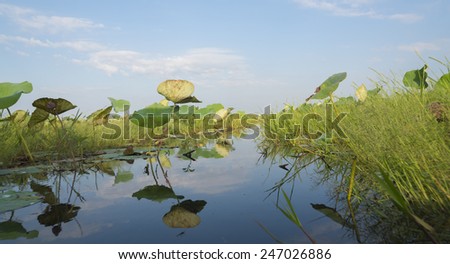 tropical lake landscape with water lily field, Boraphet lake, Nakhon Sawan, Thailand
