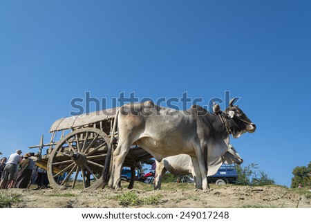 MINGUN, MYANMAR - JANUARY 21: Unidentified people take ox cart along the river on January 21, 2015 in Mingun, Myanmar. Mingun is a popular boat trip for foreign tourists from Mandalay.