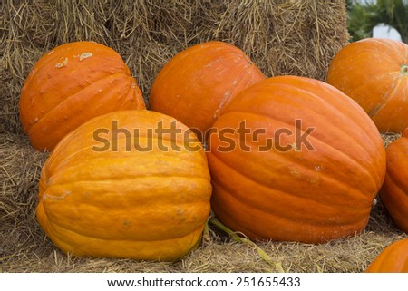 Harvest giants pumpkin background
