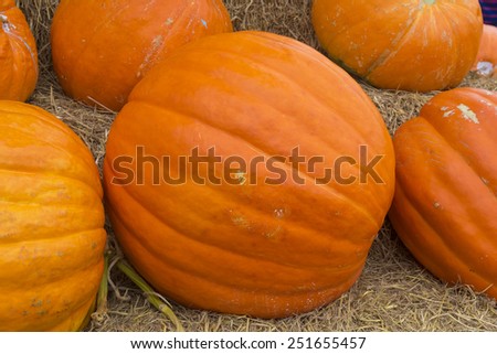 Harvest giants pumpkin background