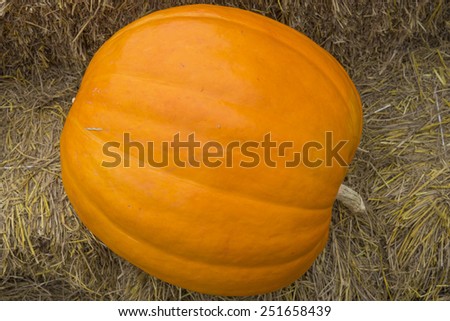 Harvest giants pumpkin on sraw background