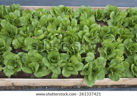 green vegetable garden