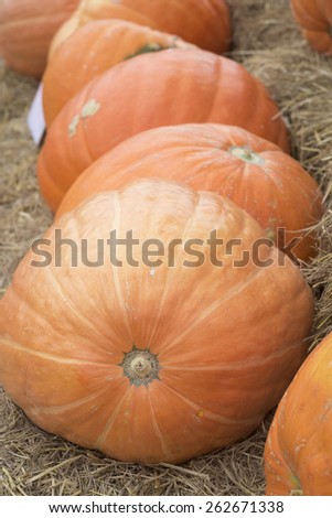 giant Pumpkin in farm