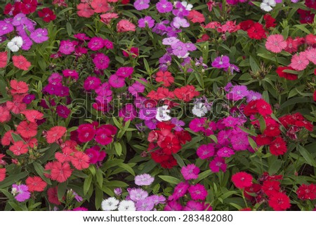 background picture of flower garden