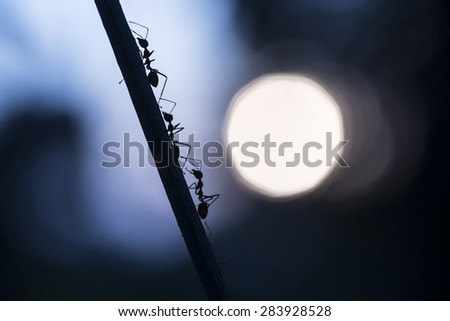 Ant silhouette  with sunset in the background, Concept of hope for the future