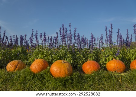 giants pumpkin with sun light