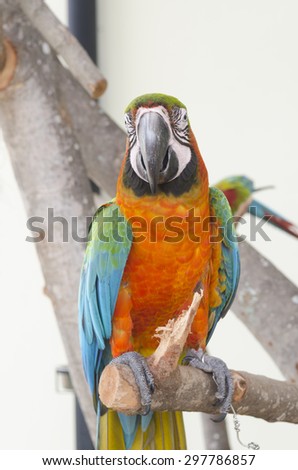 Beautiful orange pet parrot macaw