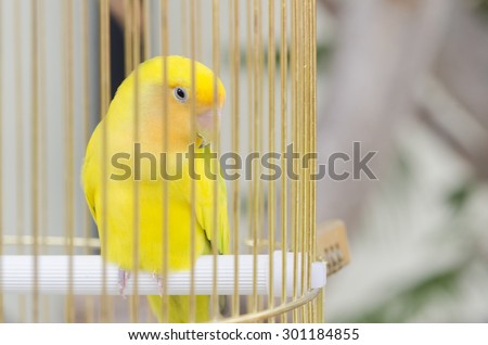 alone bird in cage