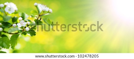 Beautiful spring nature blossom web banner or header. Blurred space for your text with shinning effect.
