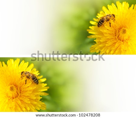 Honey bee collecting nectar from dandelion flower in the summer time. Useful photo set for design or web banner.