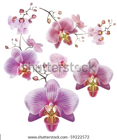 Orchid Flower on Orchid Flower Border Stock Photo 59222572   Shutterstock