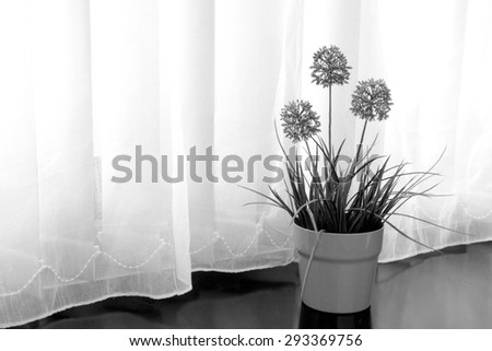 Window side flower with white curtain. Home decoration. Copy space.