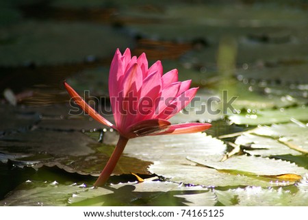 Pink Lotus in a marshland with shade in the blackground and sunshine reflecting on the leaf and water skin